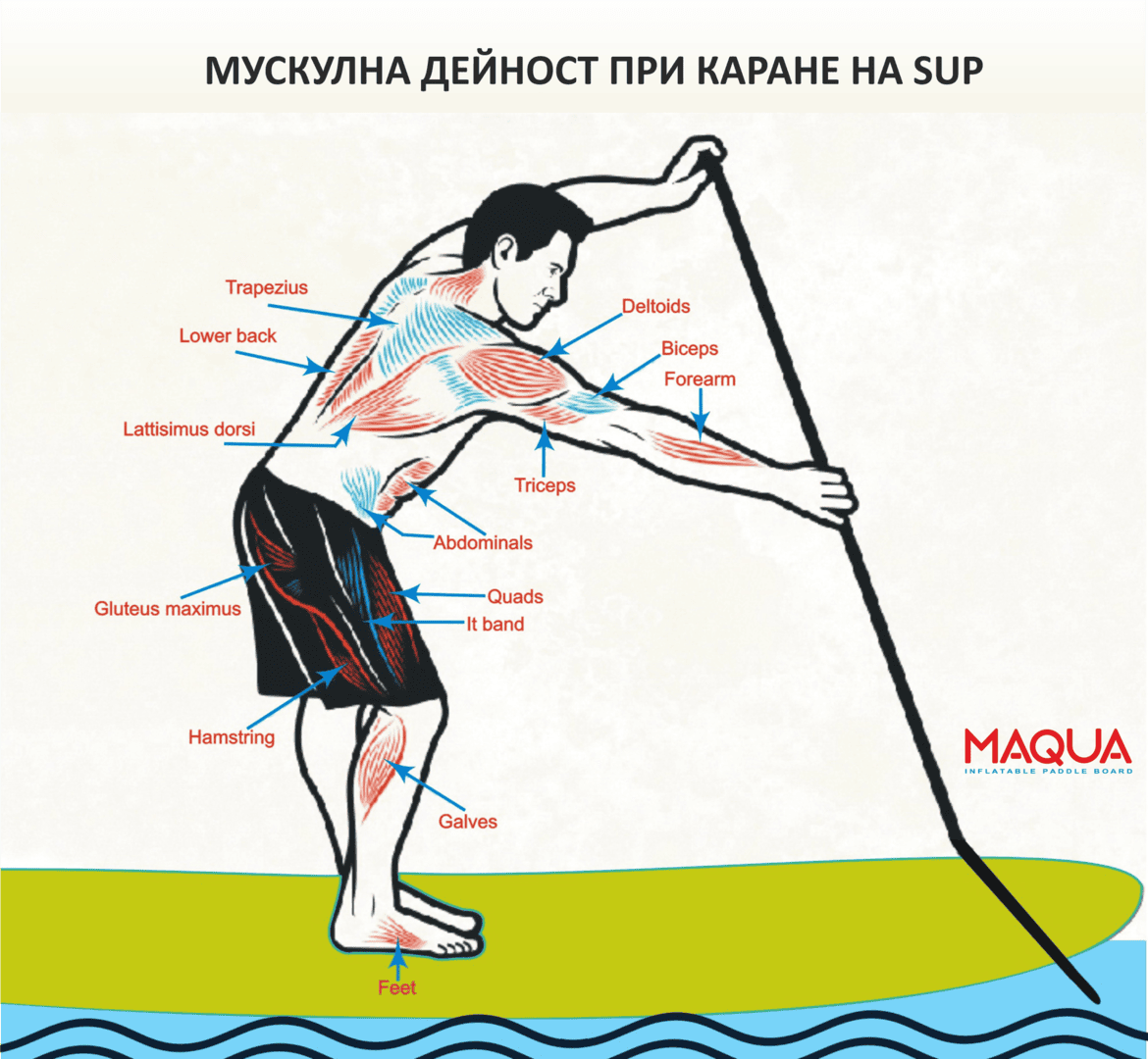 Мускулна активност при каране на SUP с обозначени мускулни групи.
